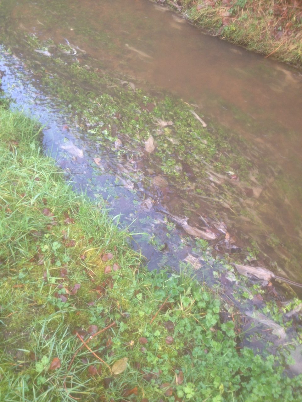 Photo de la Rabette prise le 16 janvier 2018 - Pollution due à la présence de lingettes