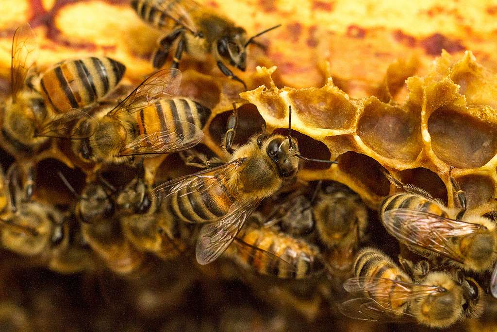 apiculture