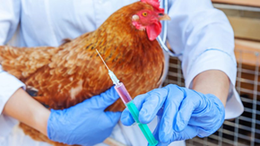 grippe-aviaire-img4_nl
