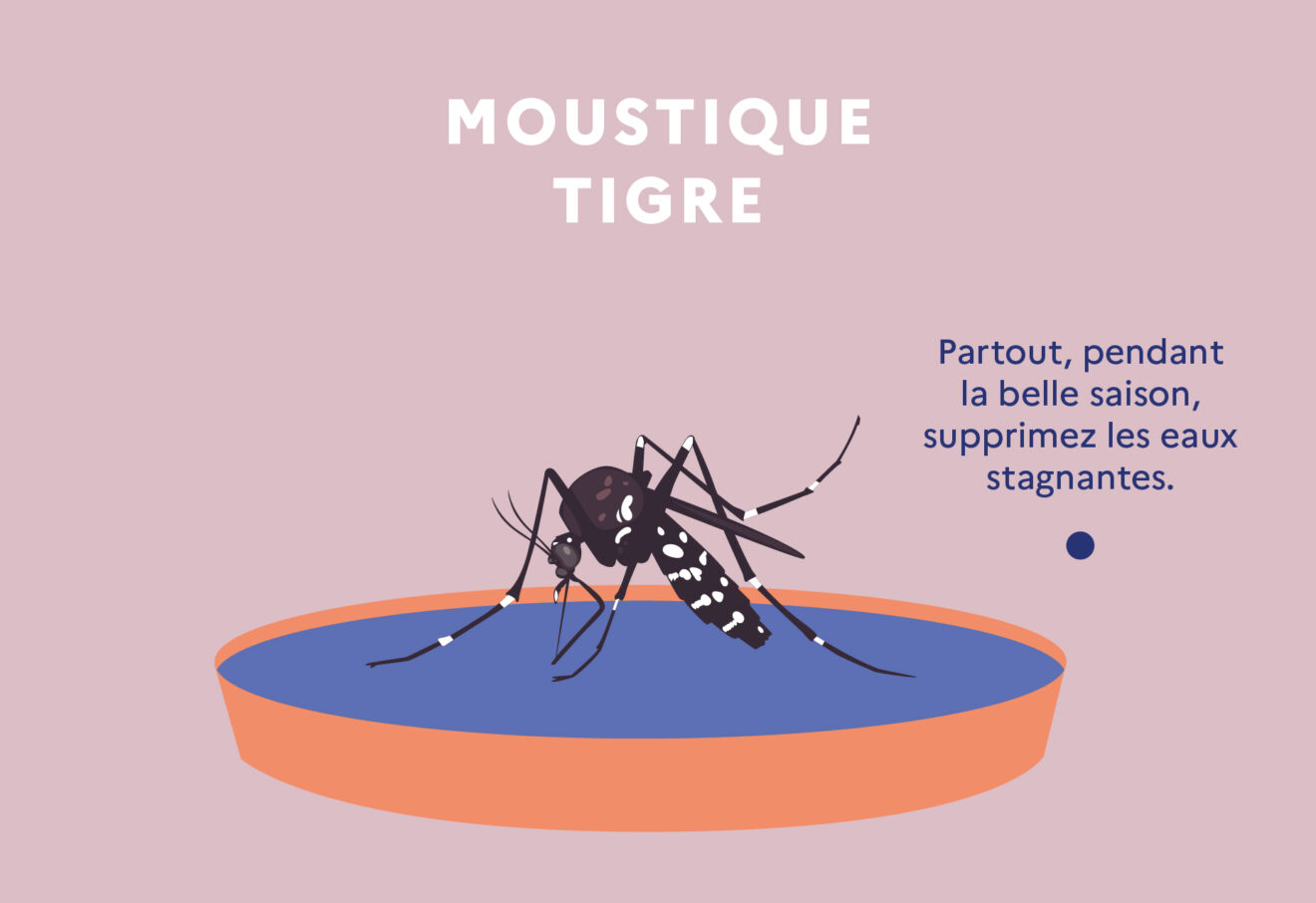 moustique tigre